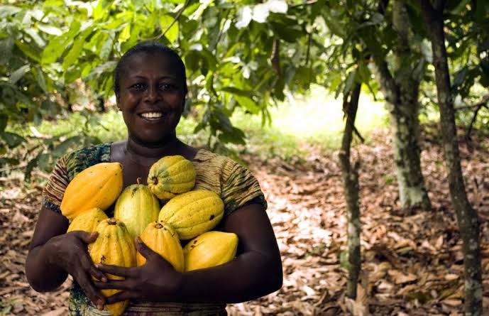 Cocoa Field Farms Limited