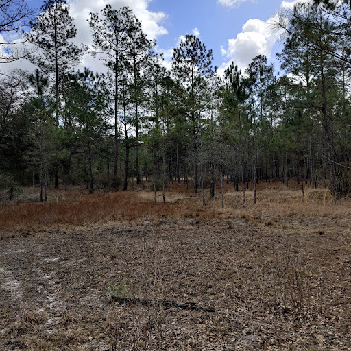 National Forest «Apalachicola National Forest», reviews and photos, Stateroad 13, Sopchoppy, FL 32358, USA