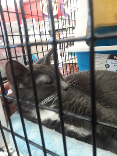 Pet Supply Store «Pet Supermarket», reviews and photos, 4500 N State Rd 7, Pompano Beach, FL 33073, USA