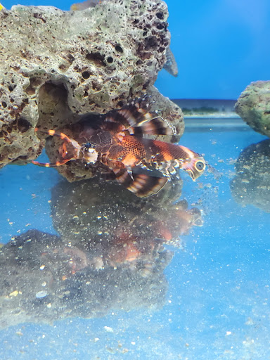 Pet Store «Pet Connection», reviews and photos, 29551 Five Mile Road, Livonia, MI 48154, USA