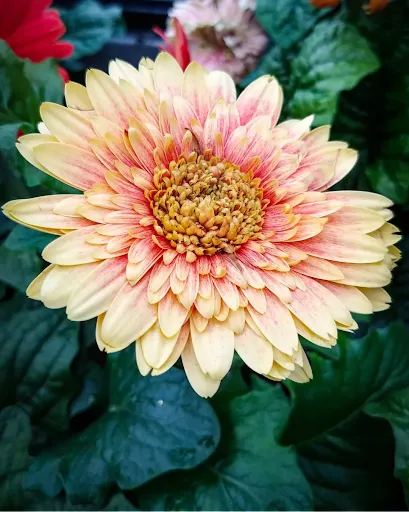 Home Improvement Store «The Home Depot», reviews and photos, 4949 NW Old Pike Rd, Gladstone, MO 64118, USA