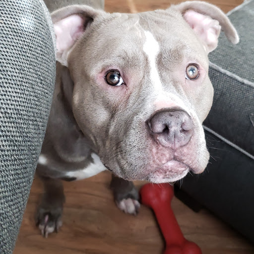 Pet Supply Store «Petco Animal Supplies», reviews and photos, 92 Cluff Crossing Rd, Salem, NH 03079, USA