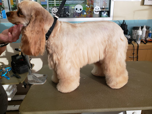 Pet Supply Store «Petco Animal Supplies», reviews and photos, 298 Spring Creek Drive, Franklin, TN 37067, USA