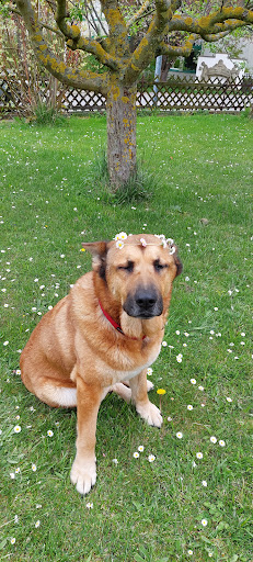 Kleintierpraxis Dr.med.vet Corinna Marquis unter Stuttgart, Baden Württemberg