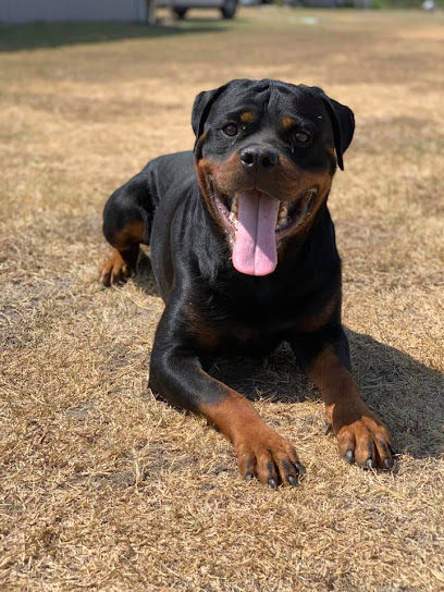 King Rottweilers