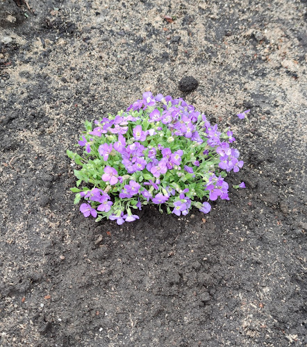 Magia Ogrodów. Beata Kulling