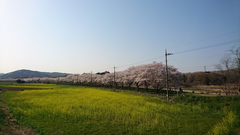 都幾川桜堤 埼玉県嵐山町菅谷 景勝地 グルコミ