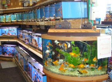 Pet Store «Animal Kingdom», reviews and photos, 436 Main St, East Orange, NJ 07018, USA