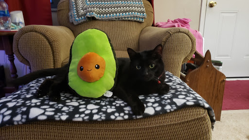 Pet Groomer «Delaware Pet Stuff», reviews and photos, 435 Dunlap St, Delaware, OH 43015, USA