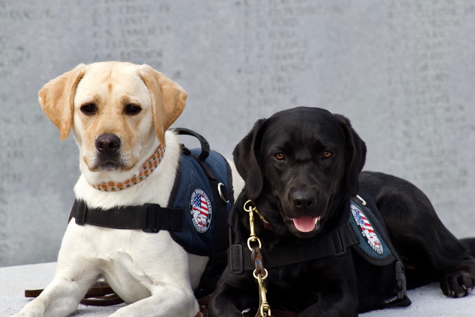 United States Veterans Service Dogs