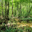 Battle Creek Cypress Swamp