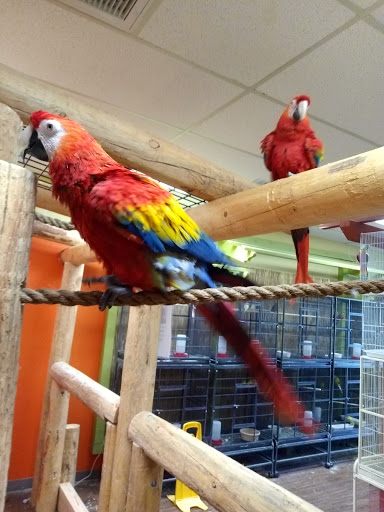 Sun City Parrots