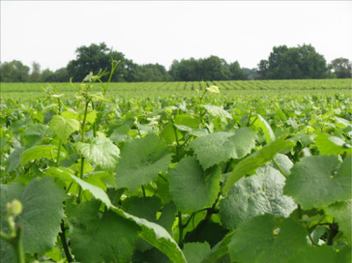 Domaine des Bretaudières à Saint-Philbert-de-Grand-Lieu