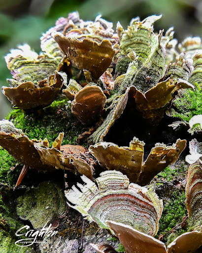 Nature Preserve «Fern Cliff Nature Preserve», reviews and photos, W County Rd 375 S, Greencastle, IN 46135, USA