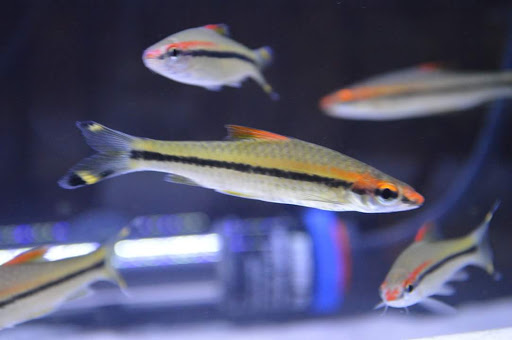 Tropical Fish Store «Aquastetics», reviews and photos, 354 E Main St, Fall River, MA 02724, USA