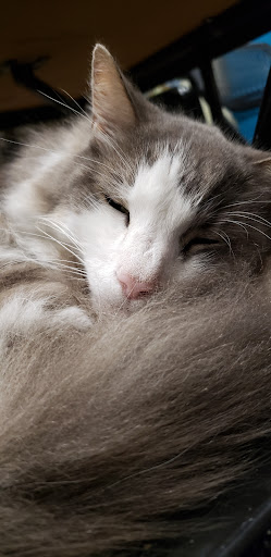 Rock Shop «The Crystal Fox», reviews and photos, 311 Main St, Laurel, MD 20707, USA