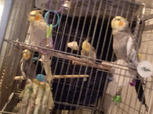 Pet Store «Pet World», reviews and photos, 7585 W 10th Ave, Lakewood, CO 80214, USA