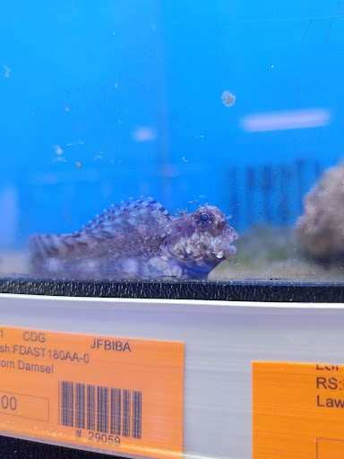 Tropical Fish Store «Richmond Aquarium», reviews and photos, 3645 Speeks Dr, Midlothian, VA 23112, USA