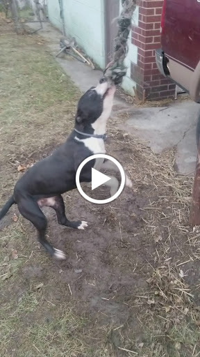 Pet Supply Store «Detroit K-9 Pet Supplies», reviews and photos, 7030 Michigan Ave, Detroit, MI 48210, USA