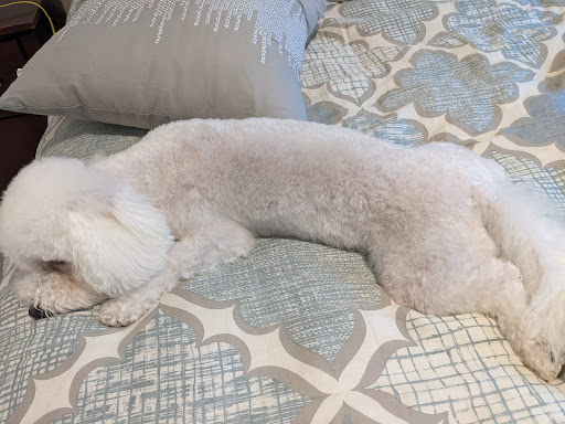 Pet Supply Store «PetSmart», reviews and photos, 2500 Posner Blvd, Davenport, FL 33837, USA