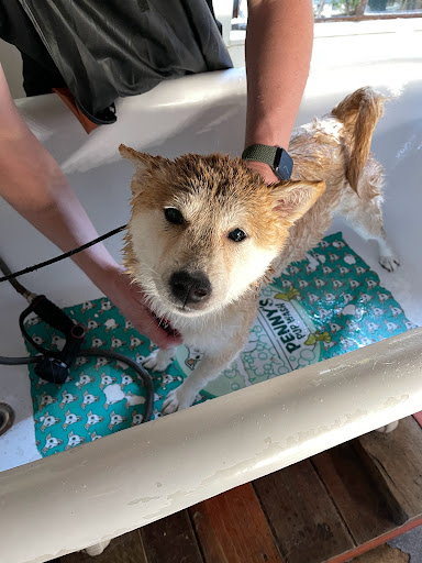 Penny's Pup Wash