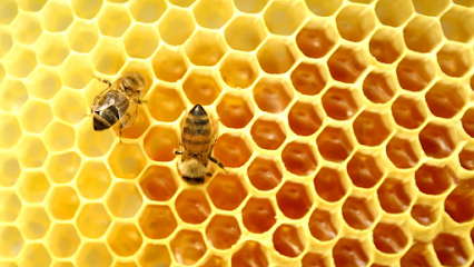 Wild Honey Australia