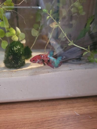 Pet Store «D D Fish & Pets», reviews and photos, 2413 S Fairview St, Santa Ana, CA 92704, USA