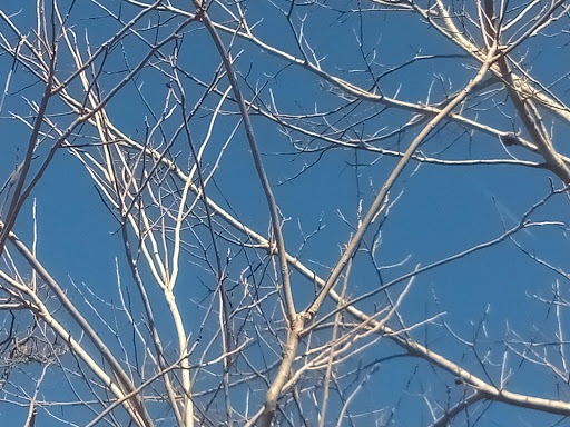 Nature Preserve «Spring Creek Forest Preserve», reviews and photos, 1770 Holford Rd, Garland, TX 75044, USA