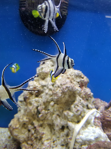 Pet Supply Store «Petco Animal Supplies», reviews and photos, 3444 S Mooney Blvd, Visalia, CA 93277, USA