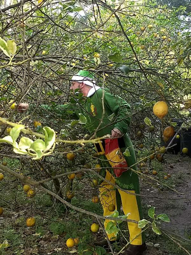 Farm «Butrico Groves Orange Grove», reviews and photos, 6065 Magnolia St, Mims, FL 32754, USA