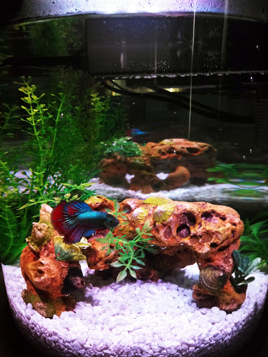 Pet Supply Store «PetSmart», reviews and photos, 1238 Putty Hill Ave, Towson, MD 21286, USA