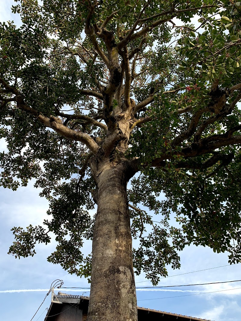 大野城市保存樹木 クロガネモチ