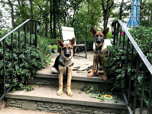 Riverdale Integrative Veterinary Care image