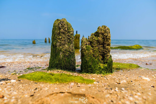 Tourist Attraction «Sands Point Preserve», reviews and photos, 127 Middle Neck Rd, Sands Point, NY 11050, USA