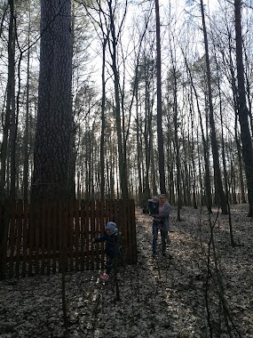 Pomnik Przyrody Sosna