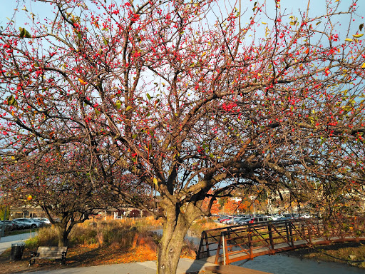 Park «Pierson Park», reviews and photos, 238 W Main St, Tarrytown, NY 10591, USA