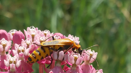 Park «Silverwood Park», reviews and photos, 2500 County Rd E, St Anthony, MN 55421, USA