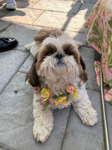 Florist «Wisteria Flowers & Gifts», reviews and photos, 360 Culver Rd, Rochester, NY 14607, USA