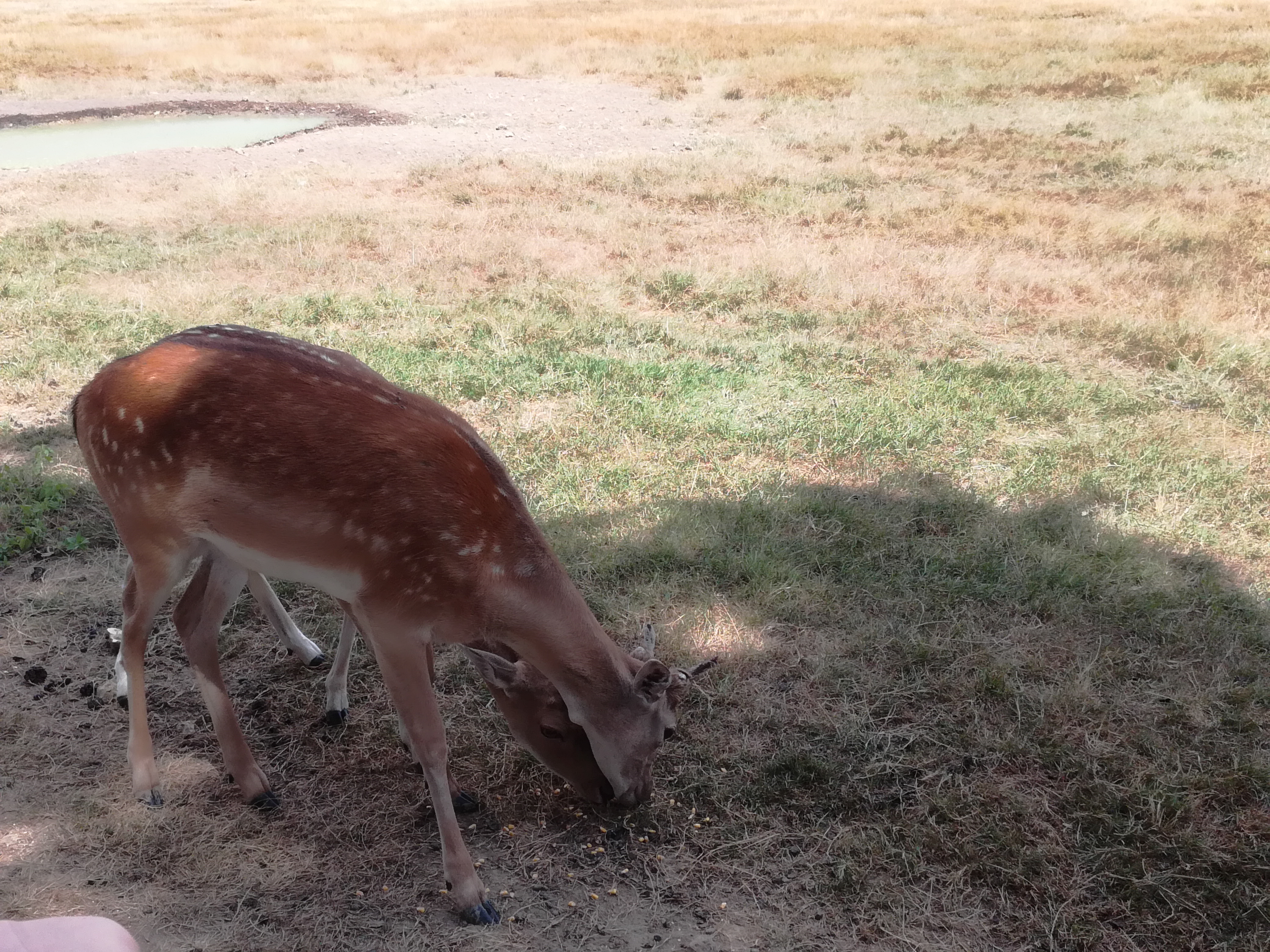 Photo n° 8 de l'avis de Chochotte.5 fait le 18/08/2018 à 19:13