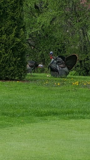 Golf Club «Odana Hills Golf Course», reviews and photos, 4635 Odana Rd, Madison, WI 53711, USA