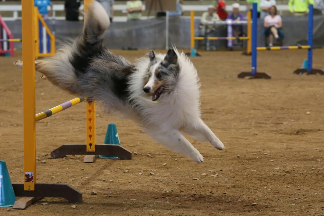 Thunderpawz Agility