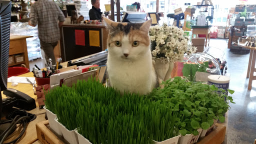 Pet Store «Next to Nature», reviews and photos, 4543 California Ave SW, Seattle, WA 98116, USA