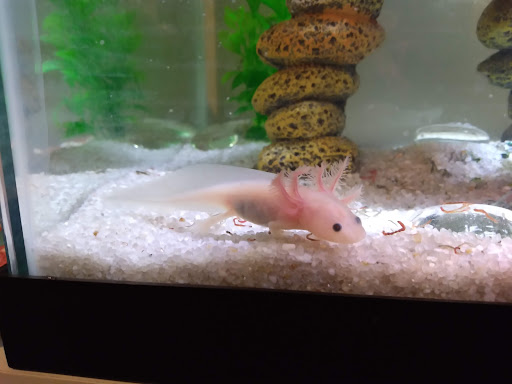 Pet Supply Store «Best Pets», reviews and photos, 905 Washington Ave, Detroit Lakes, MN 56501, USA