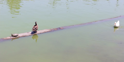 Park «Wilderness Park», reviews and photos, 10999 Little Lake Rd, Downey, CA 90241, USA