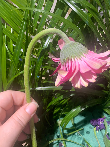 Florist «Floral Concepts», reviews and photos, 11261 Richmond Ave G109, Houston, TX 77082, USA