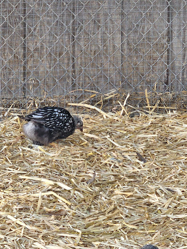 Animal Feed Store «All Pet Feed & Tack», reviews and photos, 25598 E Baseline St, San Bernardino, CA 92410, USA