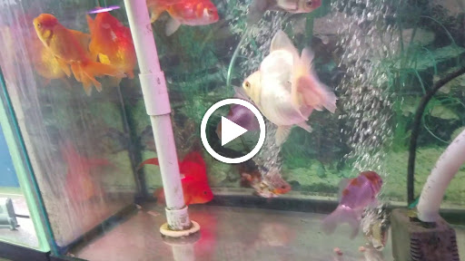 Pet Supply Store «New Lucky Fish Aquarium & Pet Supply», reviews and photos, 4818 8th Ave, Brooklyn, NY 11220, USA