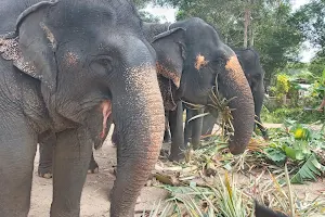 The Lake Phuket Elephant Nursery Ethical Sanctuary image