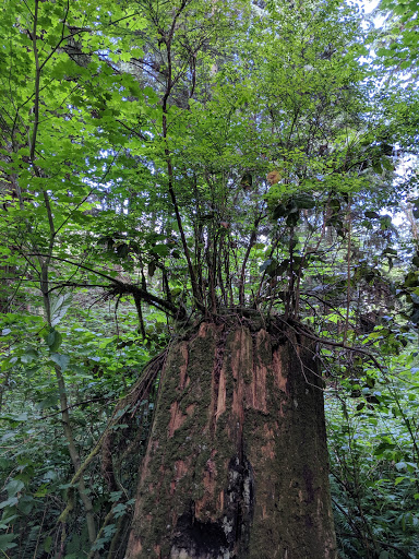 Park «McCollum Park», reviews and photos, 600 128th St SE, Everett, WA 98208, USA