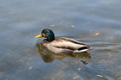 Golf Club «Woodland Golf Club», reviews and photos, 1897 Washington St, Auburndale, MA 02466, USA